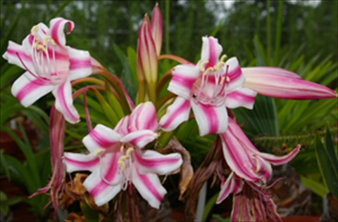 South African daffodils